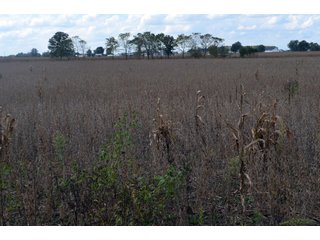 Property photo 91 - EHLE FARMS AUCTION - 118+/- ACRES IN 9 TRACTS IN ALLEN COUNTY, INDIANA